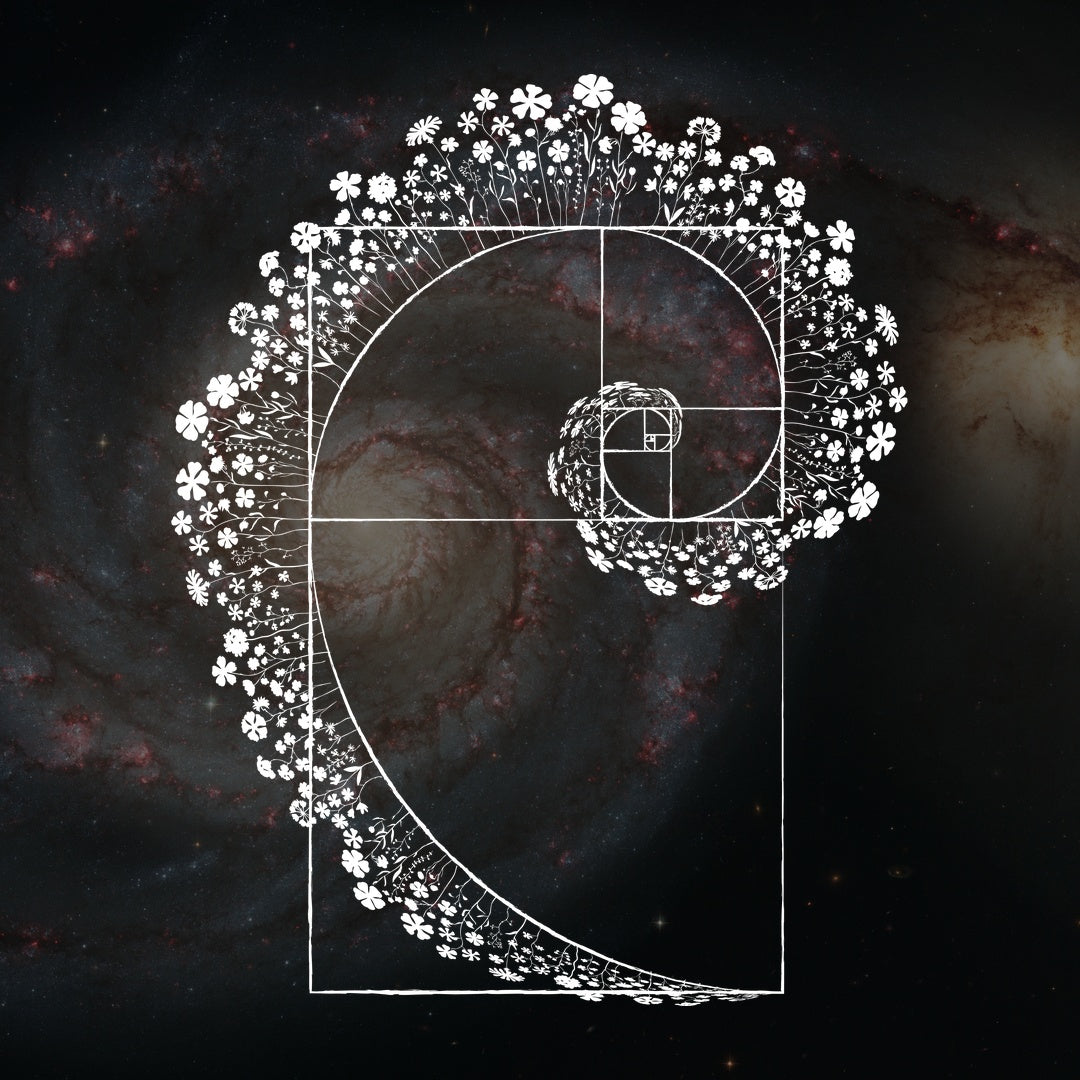 The Golden Ratio, Honestly: Where 1.618 Really Shows Up in Nature (and Where It Doesn't)